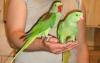 Александрийский попугай превью 685034 Александрийский попугай превью 685034.