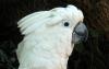 Какаду белохохлый или какаду Альба превью 685080 Какаду белохохлый или какаду Альба превью 685080.