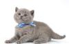 Британский голубой плюшевый котенок превью 685112.