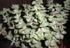 Превью Crassula rupestris. Толстянка скальная Пушкино - 1