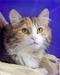 Ласковая кошечка ищет дом (в дар) превью 686552.