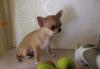 Превью Чихуахуа гш Москва - 3