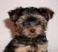 Щенок йоркширского терьера превью 687141.