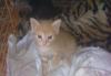 Превью Котята редкой породы Москва - 1