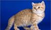 Британский золотой котик превью 687363.
