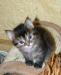 Превью Сибирские котята традиционных окрасов Москва - 1