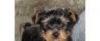 Щенки Йоркширского терьера мини и мини-стандарт превью 687763.