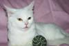 Белоснежные ангорские кошечки ищут дом превью 688057.