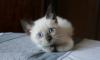 Котенок в дар превью 688420.