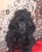 Пудель карликовый черный девочка 3 мес РКФ превью 688648.