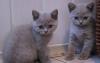 Британские котята превью 689710.