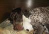 Щенки Немецкого Курцхаара превью 689798.