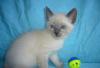 Продам кошечку превью 691218.