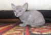 Котенок сфинкс(Петерболд) превью 691428.