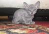 Превью Котенок сфинкс(Петерболд) Москва - 1