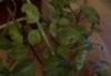 Превью Плектрантус (Plectranthus) Москва - 1
