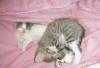 За просто так Отдаю котят в шорошие руки превью 691935.
