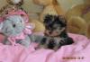 Щеночки йорики РКФ мини  2.5 мес превью 690283.