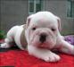 Щенки английского бульдога превью 692123.