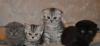 Шотландские вислоухие котята превью 692490.