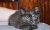 Котенок в дар превью 692675.