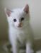 Голубоглазый белый котик превью 693201.