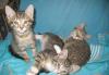 Превью Чудные котятки от нашей домашней кошки Санкт-Петербург - 3