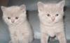 Британские котята превью 693529.