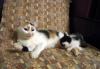 Превью Трёхцветная чудесная кошечка Мушенька Санкт-Петербург - 1