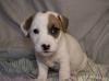 Щенки Джек-рассел терьера гладкошерстные превью 693913.