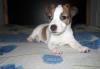 Превью Jack-Russell-Terrier Санкт-Петербург - 1
