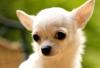 Чихуахуа превью 694044.