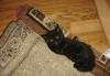 Превью Скоттиш-фолд  и  страйт Санкт-Петербург - 2