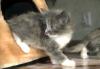 Отдам котенка в хорошие руки превью 694529.
