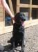 Отдам в хорошие руки собаку превью 694651.