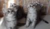 Котята  Британские, вискас на серебре превью 695521.