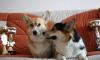 Вельш корги пемброк,триколорные,улыбчивые малыши превью 697070.
