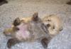 Превью Шпиц померанский карликовый Санкт-Петербург - 1