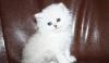 Превью Британская шиншилла-девочка Хайленд Санкт-Петербург - 2