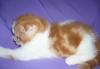 Превью Вислоухий мраморный котик 1.5мес Москва - 2