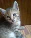 Отдам котика в добрые руки превью 699027.