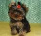 Йоркширский терьер, щенки мини и стандарт превью 699188.