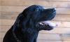 Лабрадор в дар превью 699545.