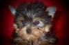 Щенки йоркширского терьера превью 699847.