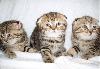 Вислоухие мраморные и шоколадные котята превью 75197 Вислоухие мраморные и шоколадные котята превью 75197.