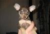 Превью Той-терьер гл-ш - щенки шоколадного окраса Санкт-Петербург - 1