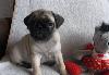 Превью Бежевые щенки мопса Санкт-Петербург - 1