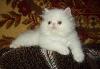 Персидские котята превью 76888 Персидские котята превью 76888.