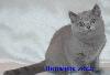 Продается голубая британская кошечка превью 70886 Продается голубая британская кошечка превью 70886.