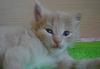Котят в добрые руки превью 70912 Котят в добрые руки превью 70912.